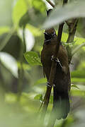 Crested Jayshrike