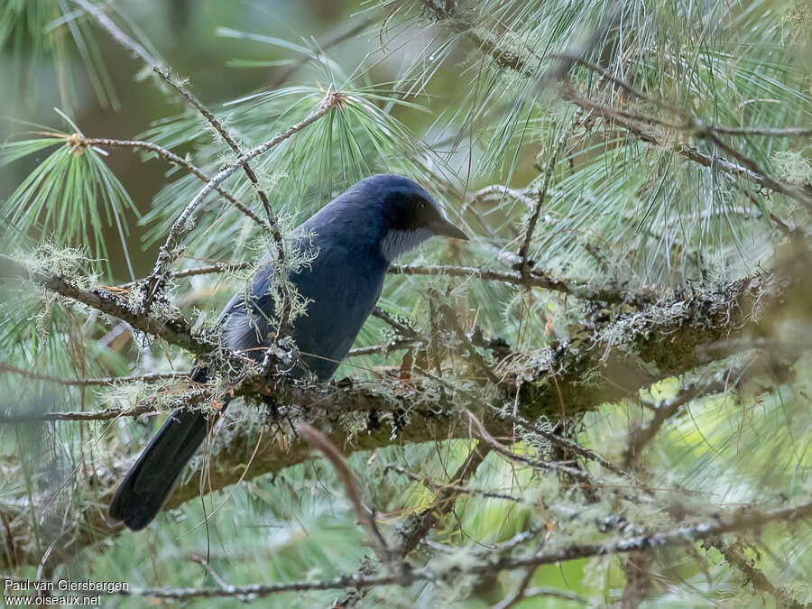 Geai nainadulte, identification