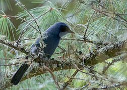 Dwarf Jay