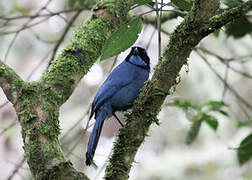 Turquoise Jay