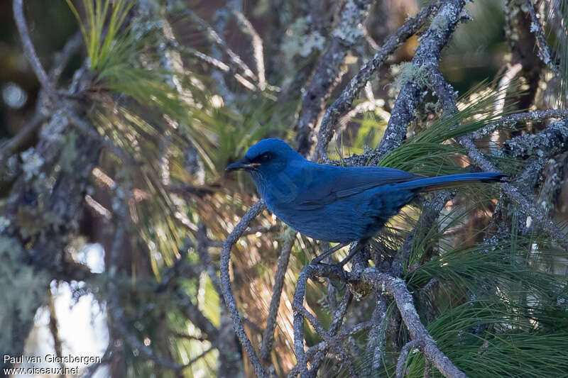 Unicolored Jay, identification