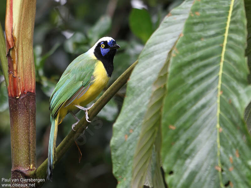 Inca Jayadult, identification