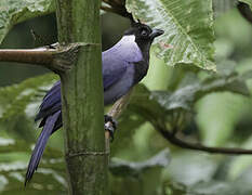 Violaceous Jay