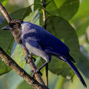 Violaceous Jay