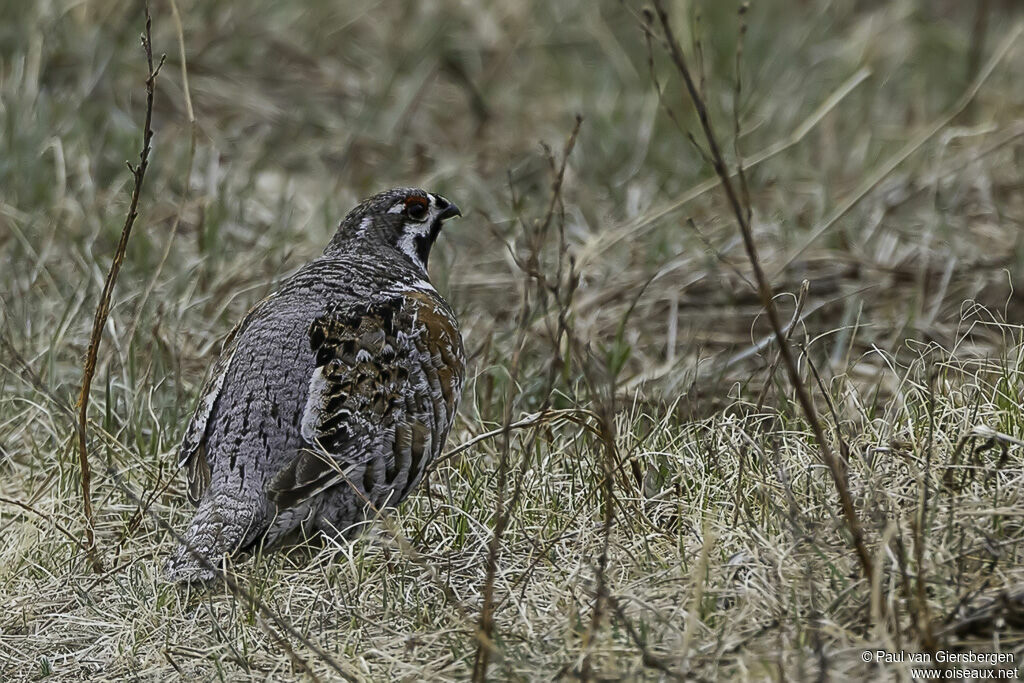 Hazel Grouse male adult