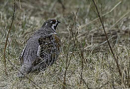 Hazel Grouse