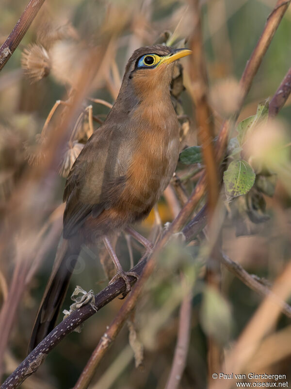 Lesser Ground Cuckoo