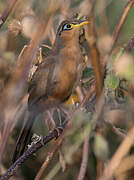 Lesser Ground Cuckoo