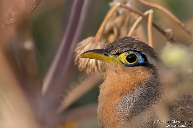 Lesser Ground Cuckoo