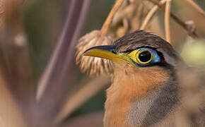 Lesser Ground Cuckoo