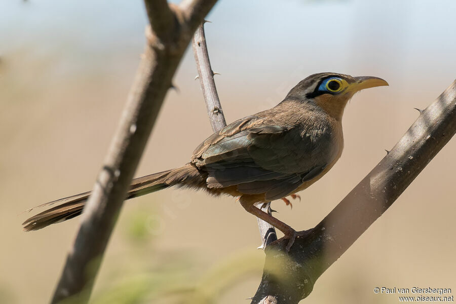 Lesser Ground Cuckooadult