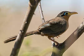 Lesser Ground Cuckoo