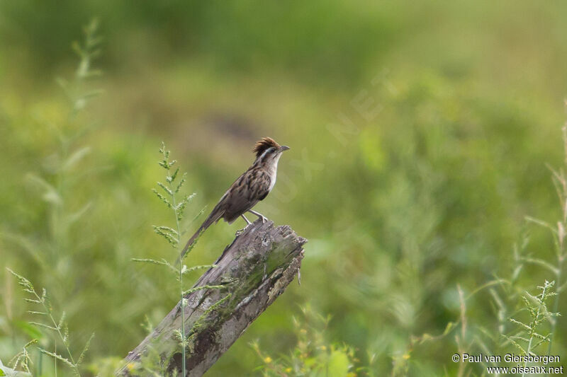 Striped Cuckoo