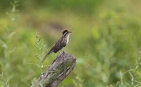 Striped Cuckoo