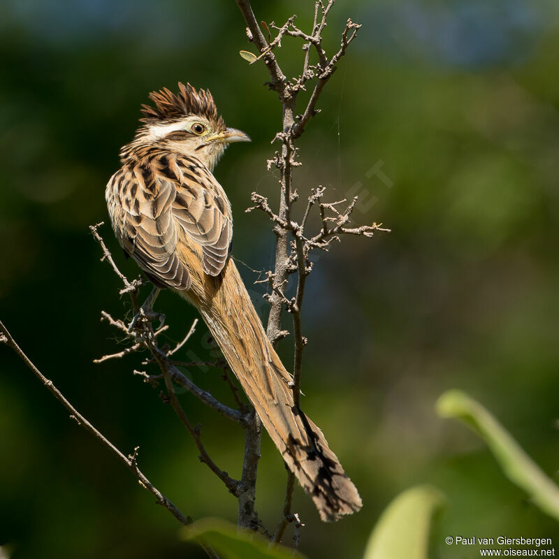 Striped Cuckooimmature