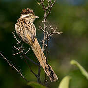 Striped Cuckoo