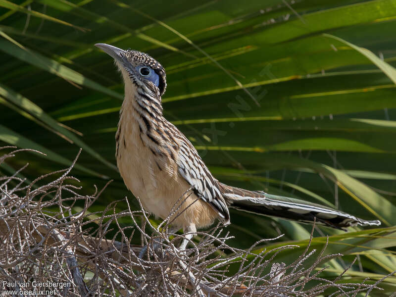 Géocoucou véloceadulte, identification