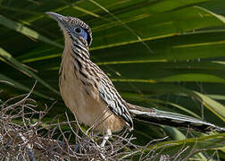 Lesser Roadrunner