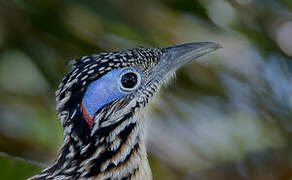 Lesser Roadrunner