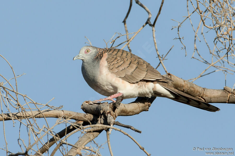 Bar-shouldered Doveadult