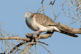 Bar-shouldered Dove