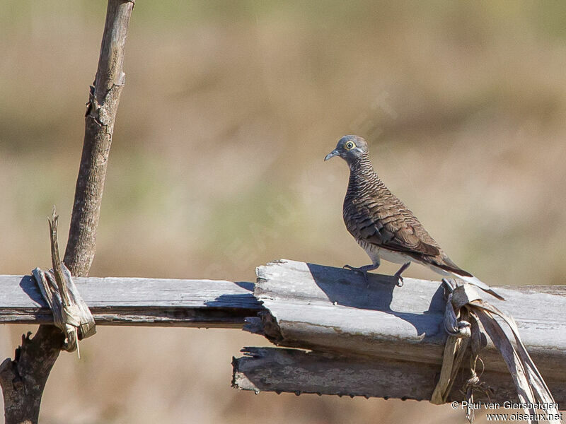 Barred Dove