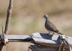 Barred Dove