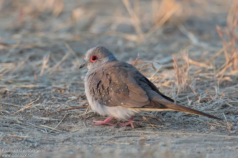 Diamond Doveadult, identification