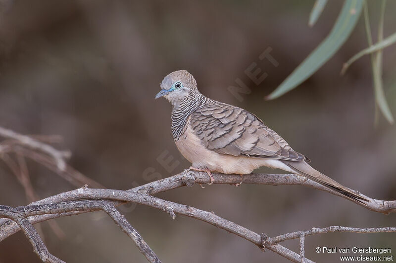 Peaceful Dove