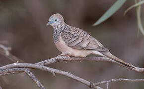 Peaceful Dove