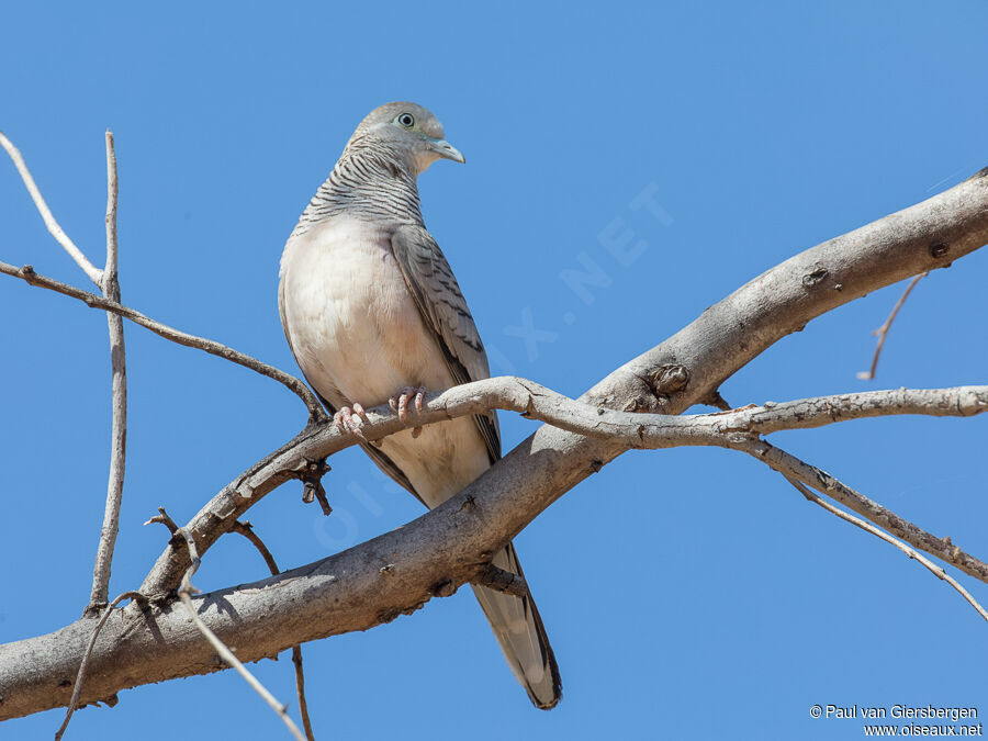 Peaceful Doveadult