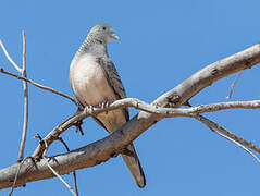 Peaceful Dove