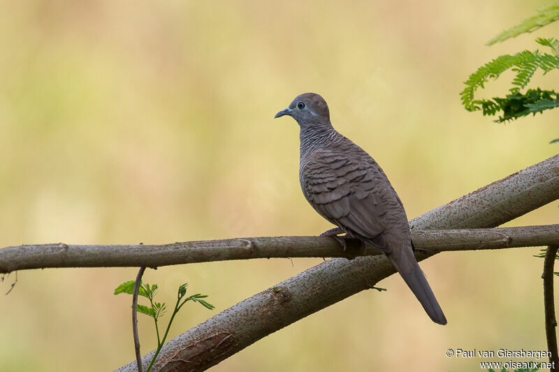 Zebra Dove