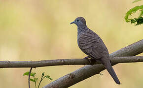 Zebra Dove