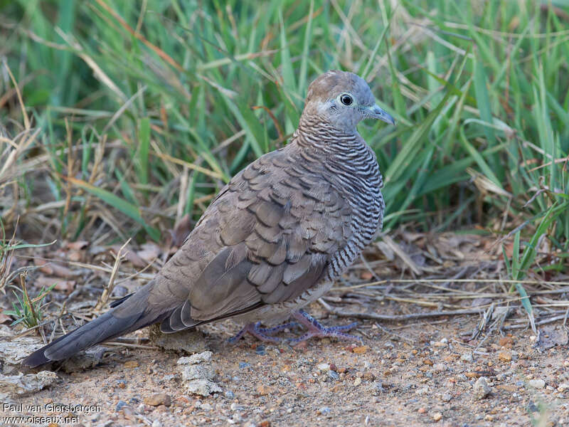 Zebra Doveadult, pigmentation