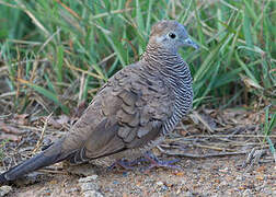 Zebra Dove