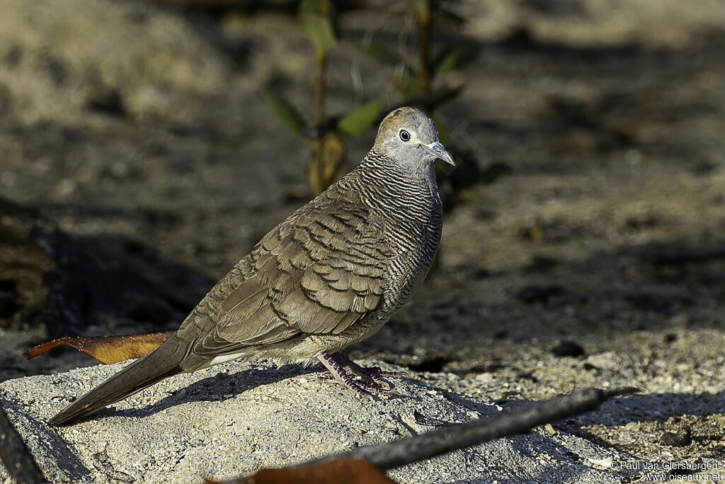 Zebra Doveadult