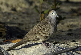 Zebra Dove