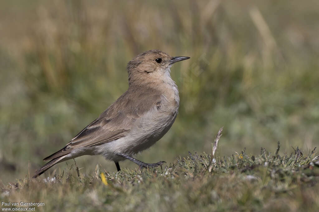 Dark-winged Mineradult