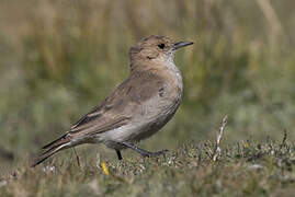 Dark-winged Miner