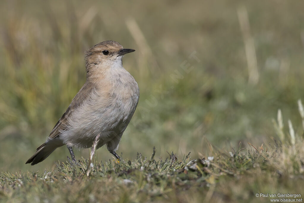 Dark-winged Mineradult