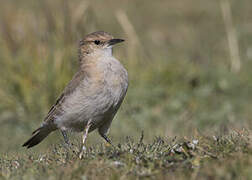 Dark-winged Miner