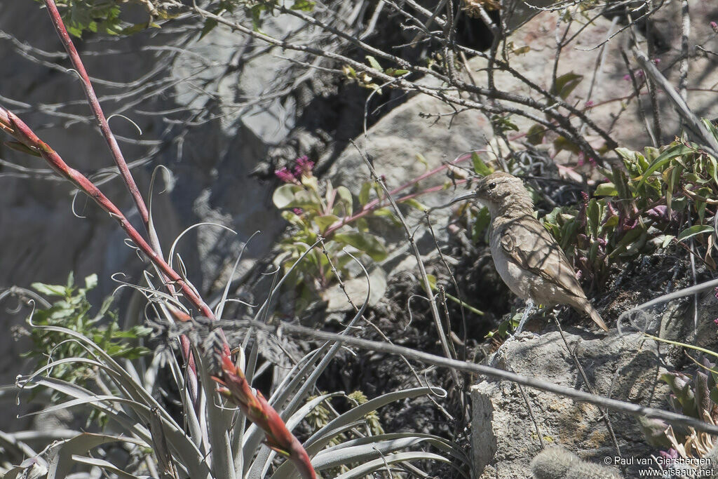 Thick-billed Mineradult