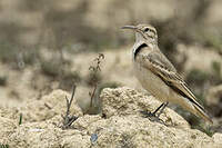 Géositte à bec grêle