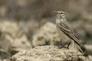 Géositte à bec grêle