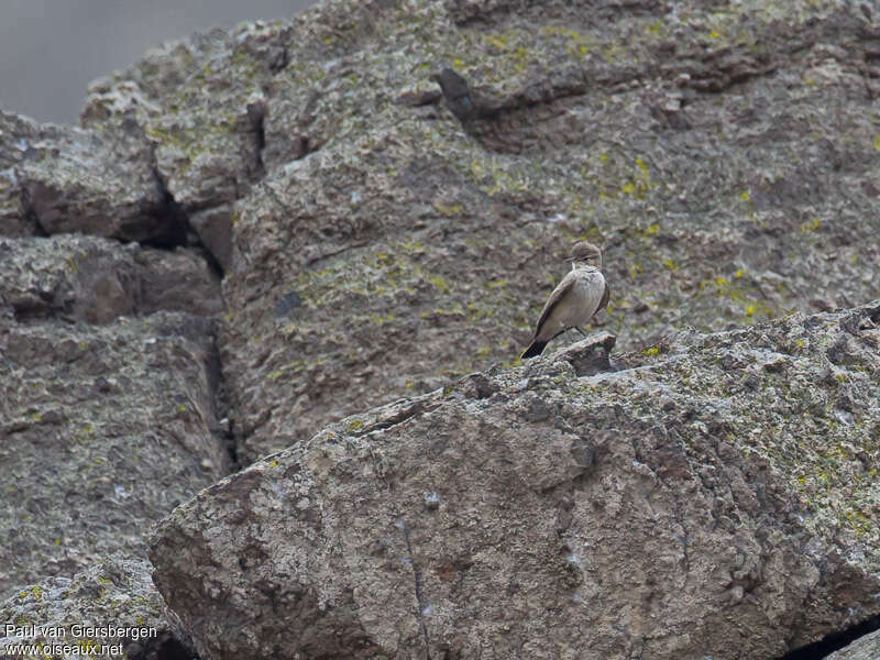 Géositte grise, identification