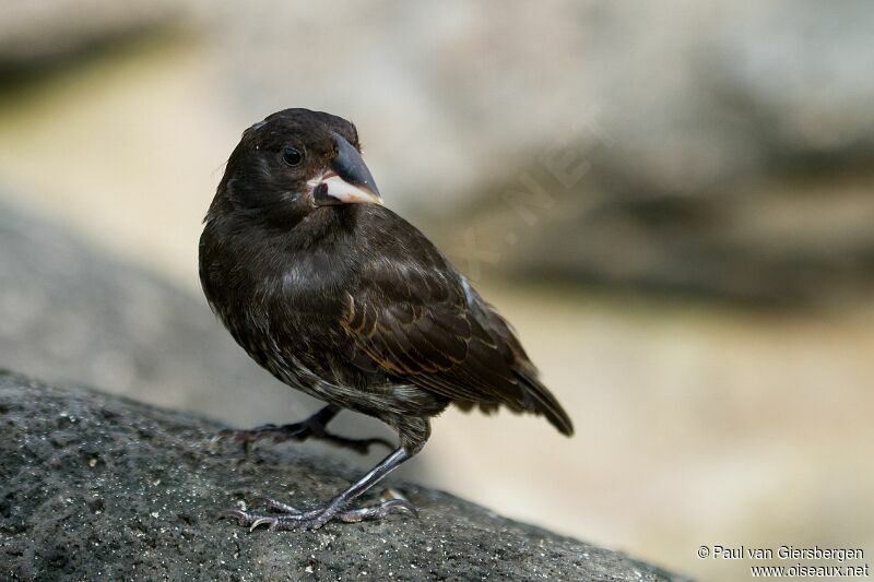 Espanola Cactus Finch