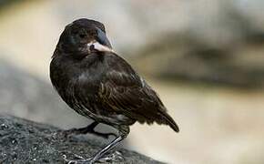 Espanola Cactus Finch