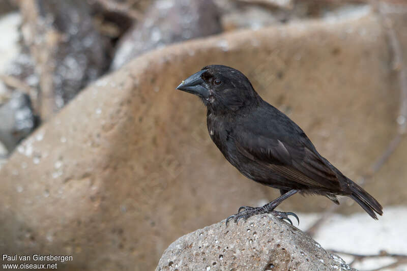 Medium Ground Finch male adult, identification