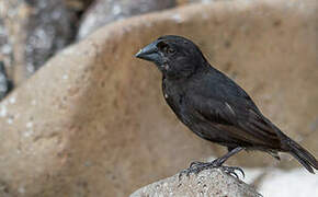 Medium Ground Finch